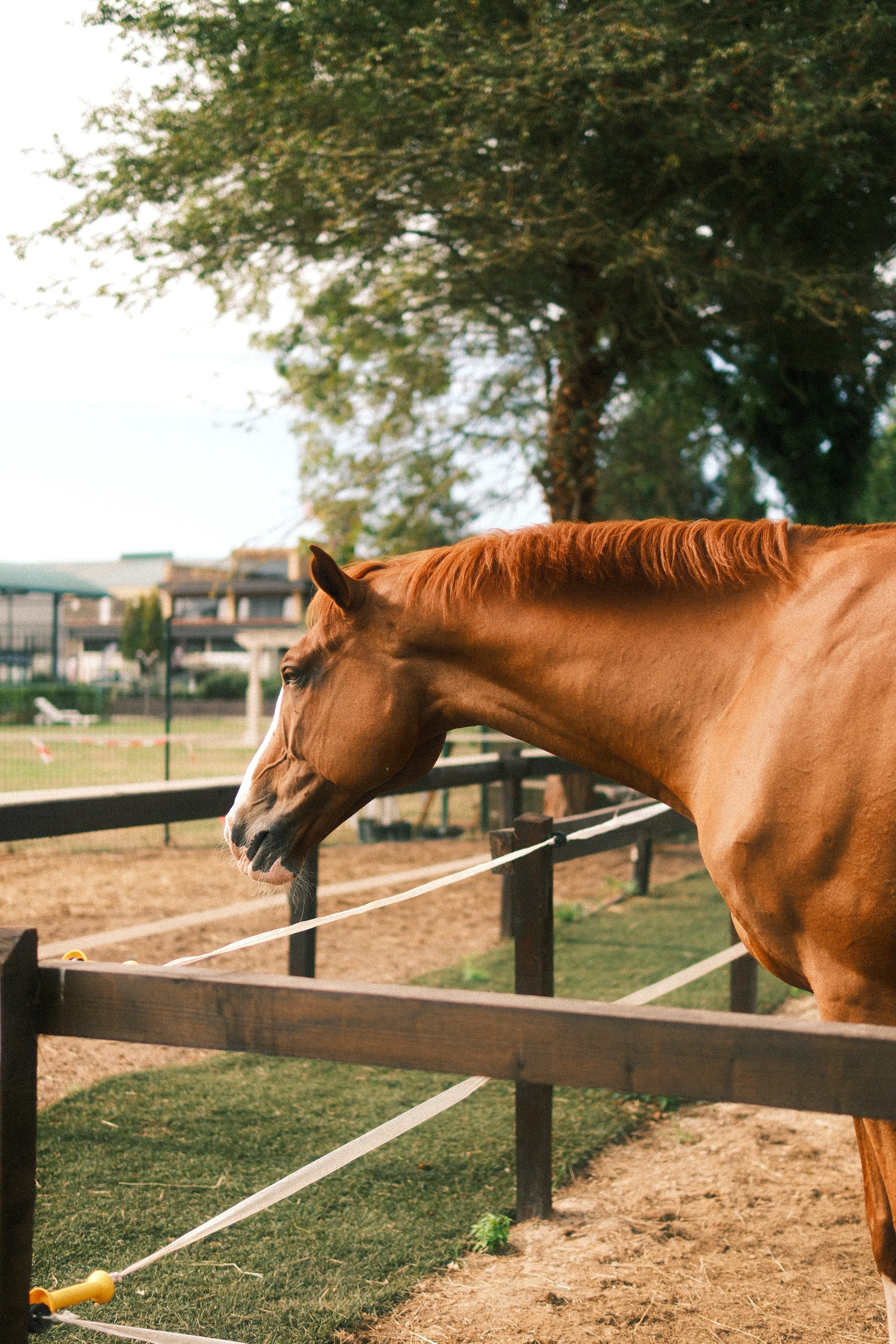 Caballo en un paddock del CHAS en Gijón